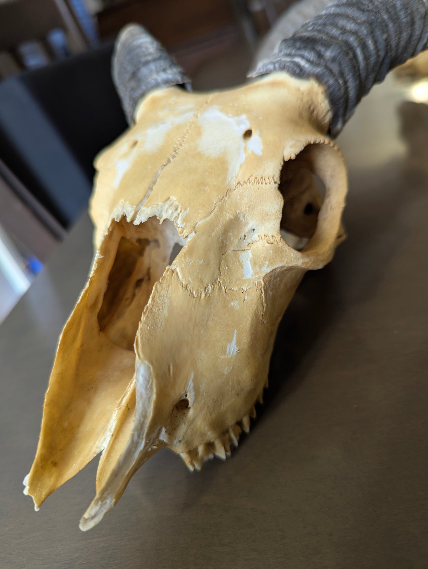 Icelandic Sheep Skull