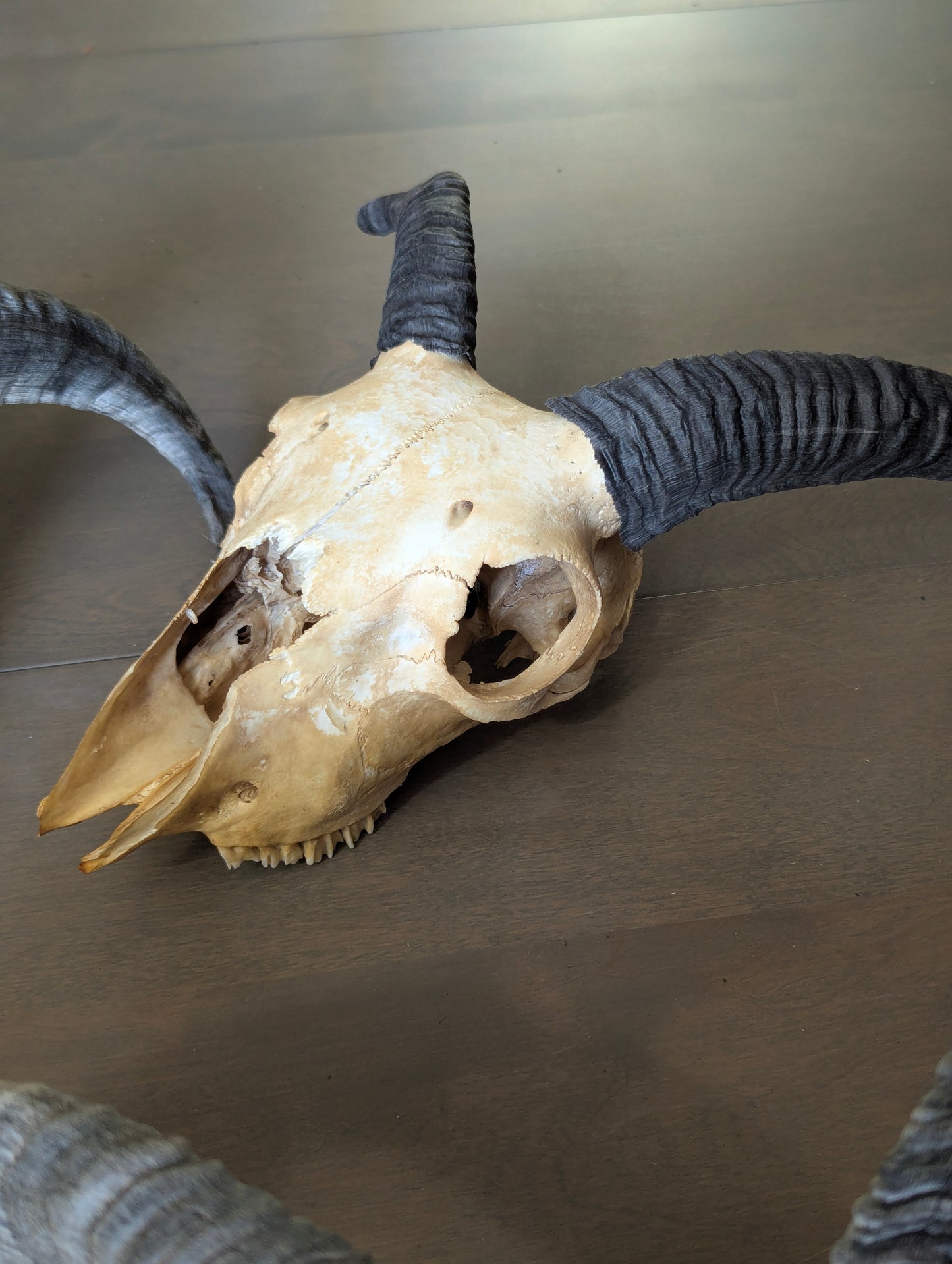 Icelandic Sheep Skull