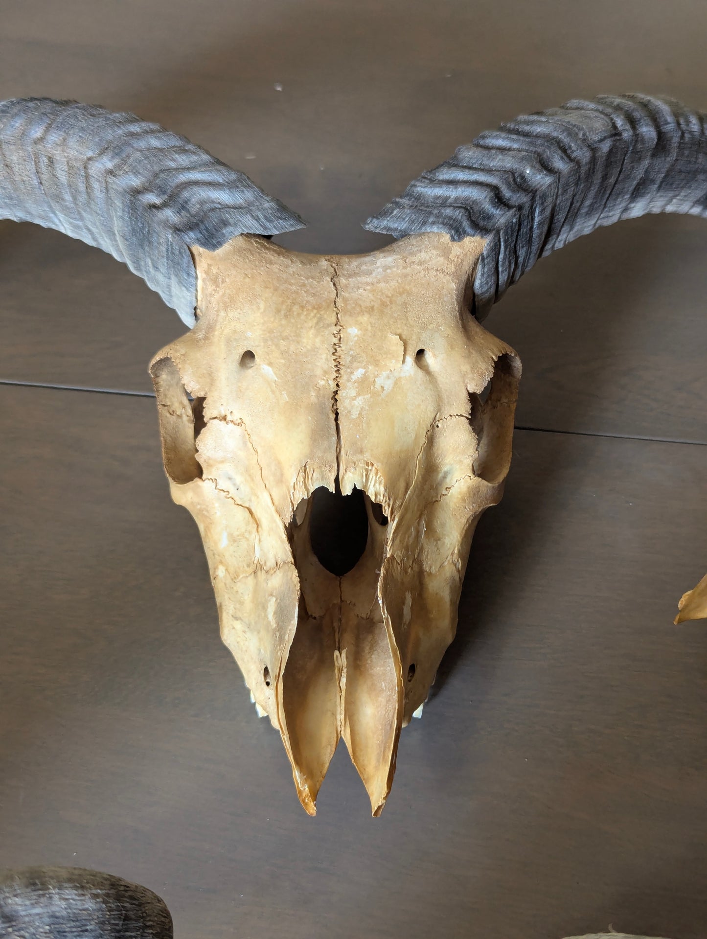 Icelandic Sheep Skull