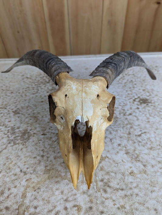 Icelandic Sheep Skull