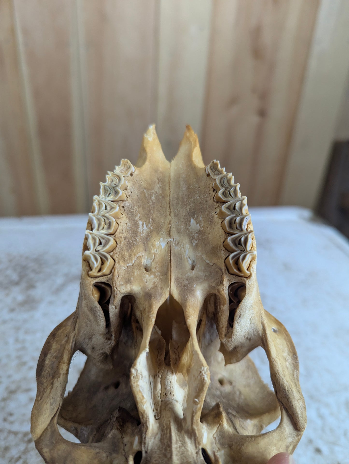 Icelandic Sheep Skull