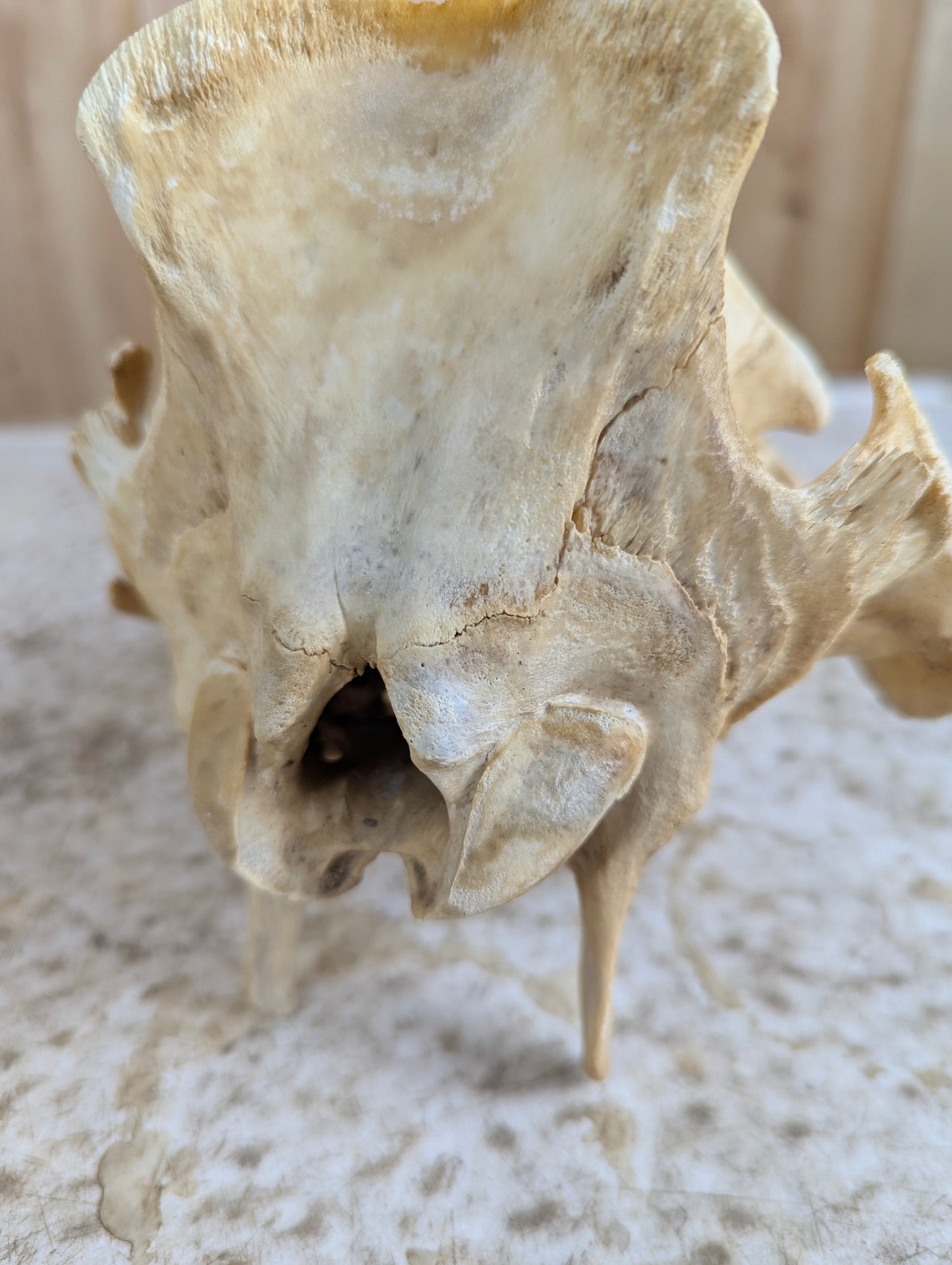 Authentic Pig Skull