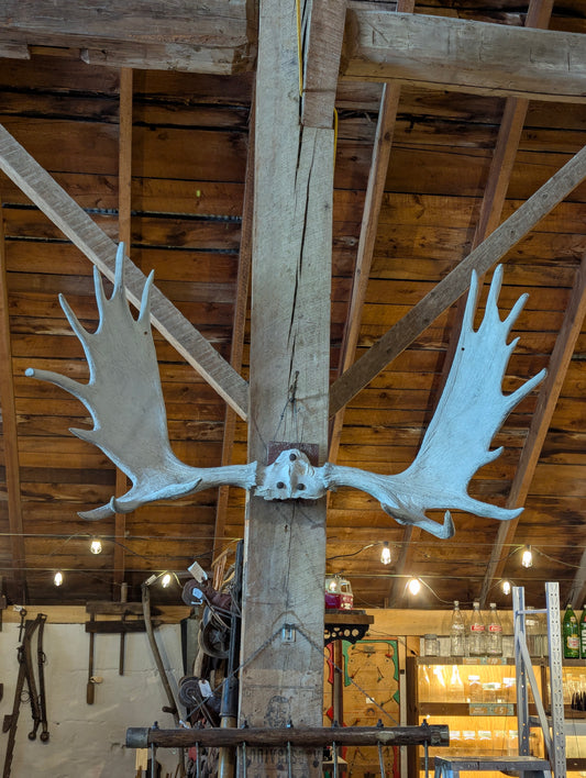 53” Moose Horns Mounted on Board