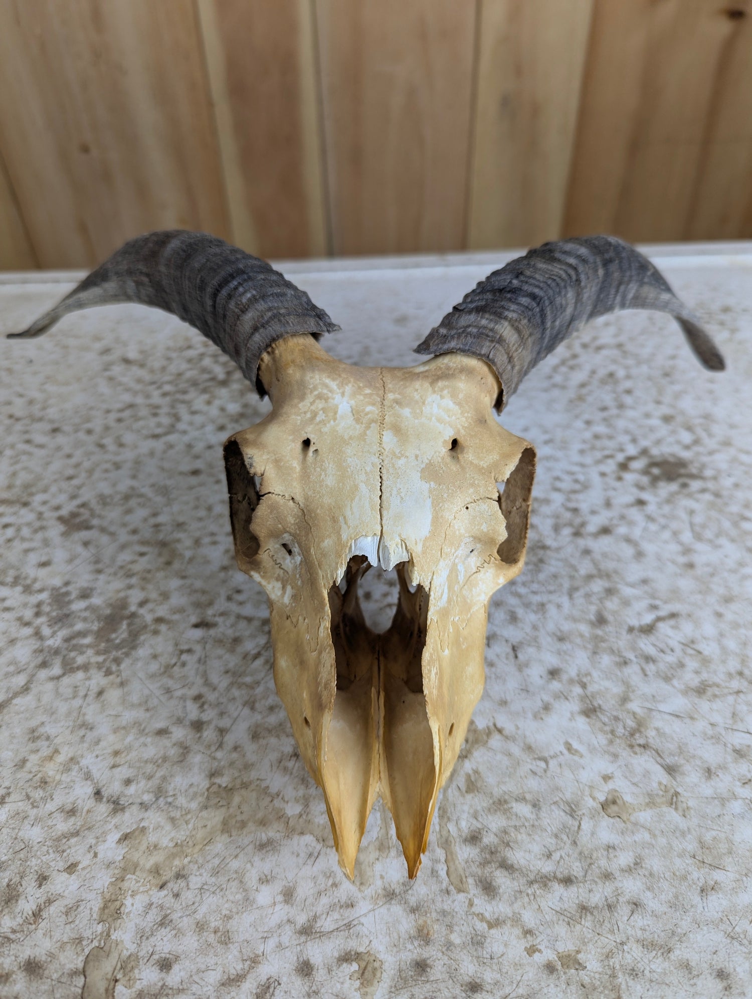 Skulls, Antlers & Bones