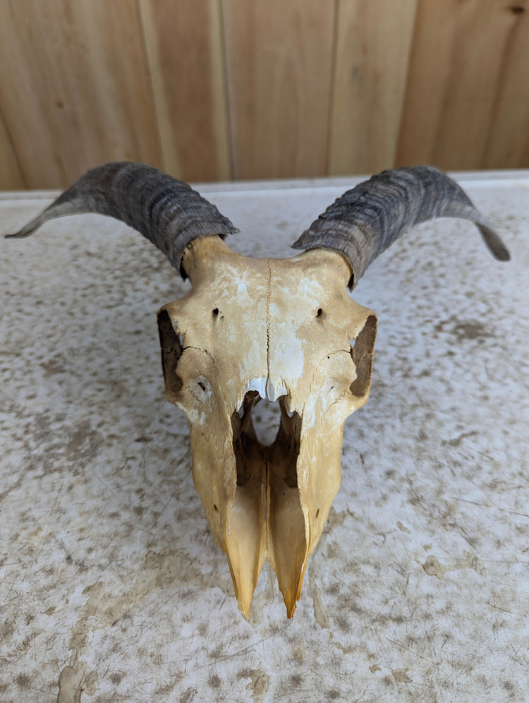 Skulls, Antlers & Bones