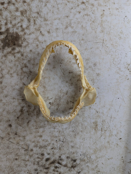 Real 4" Requiem Shark Jaw