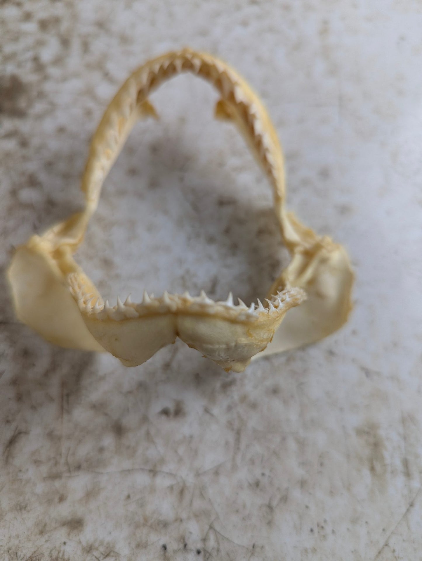 Real 4" Requiem Shark Jaw