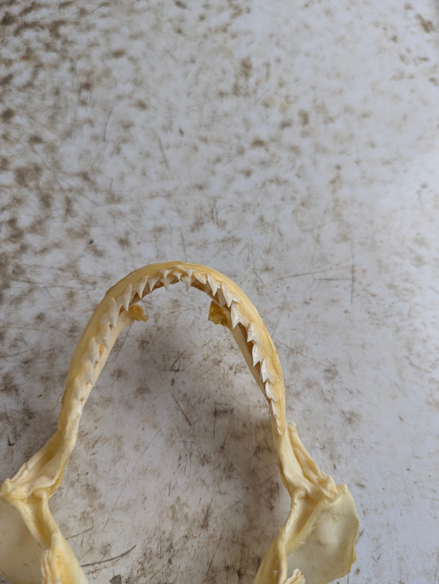 Real 4" Requiem Shark Jaw