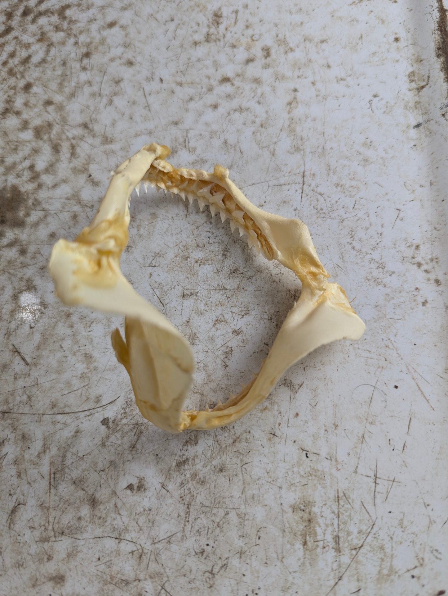 Real 4" Requiem Shark Jaw