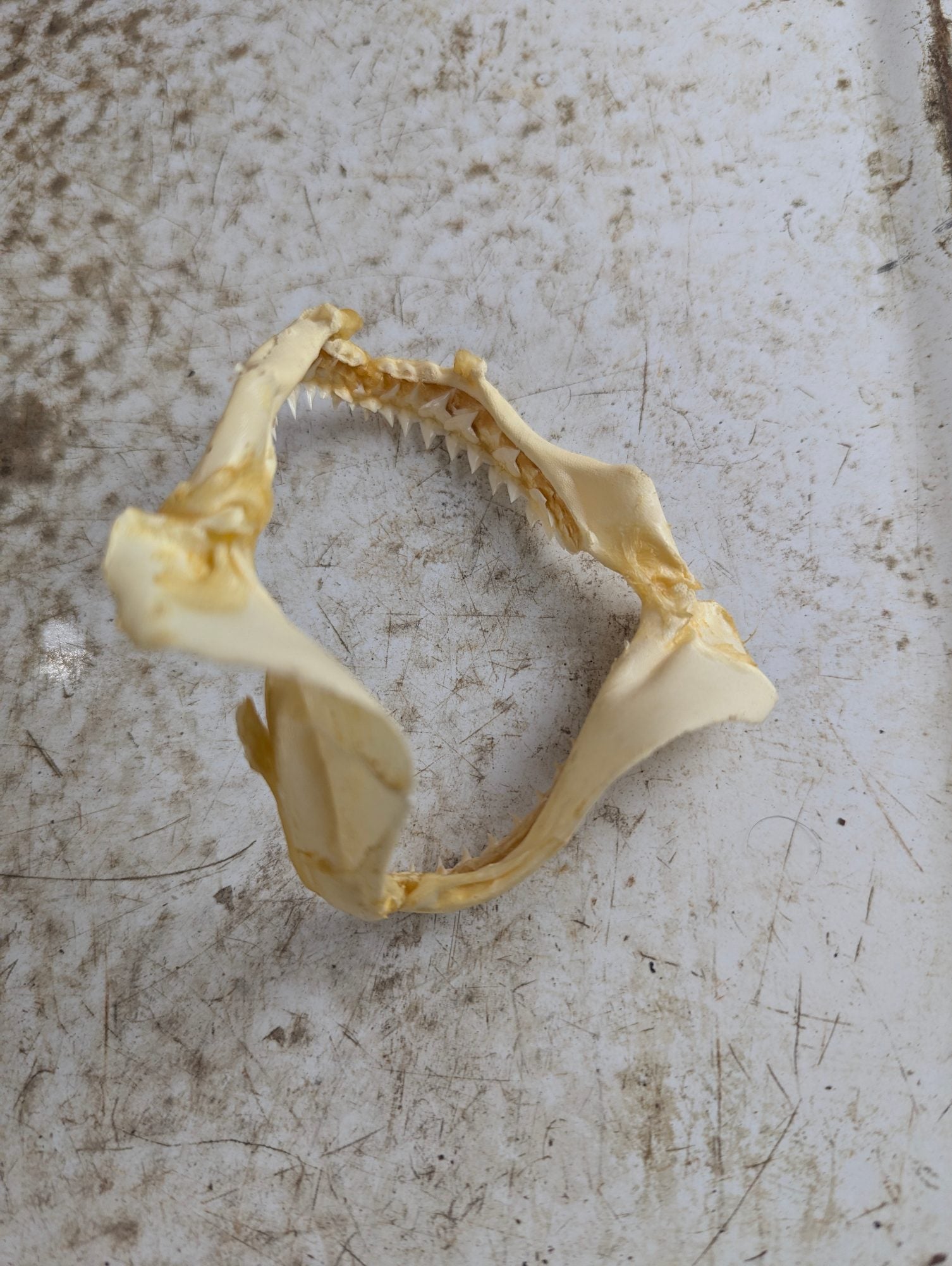 Real 4" Requiem Shark Jaw