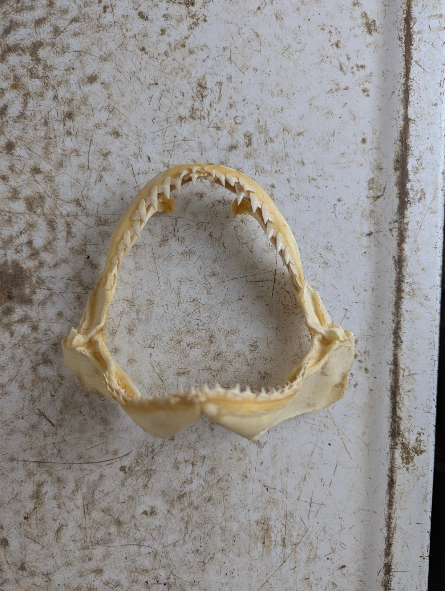 Real 5.5" Requiem Shark Jaw