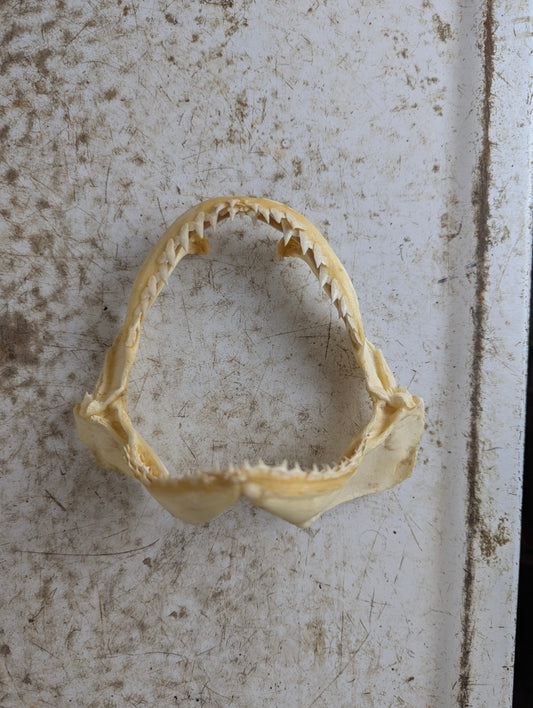 Real 5.5" Requiem Shark Jaw