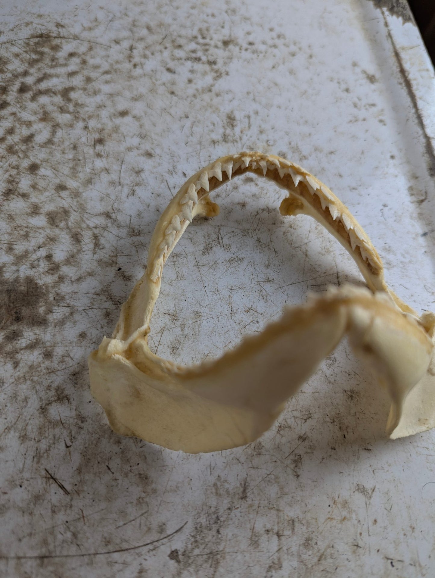 Real 5.5" Requiem Shark Jaw