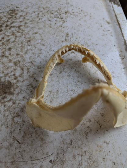 Real 5.5" Requiem Shark Jaw