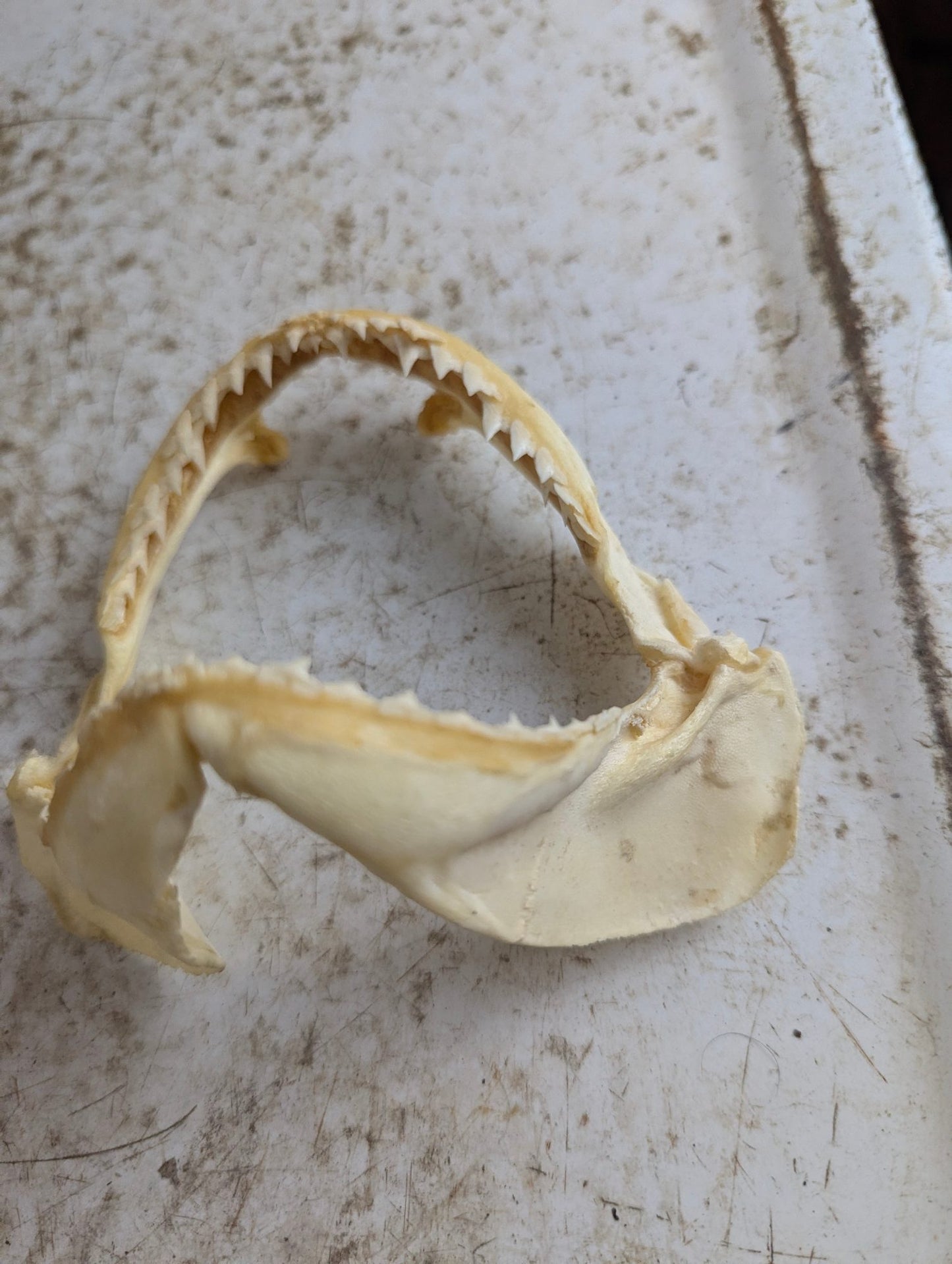 Real 5.5" Requiem Shark Jaw