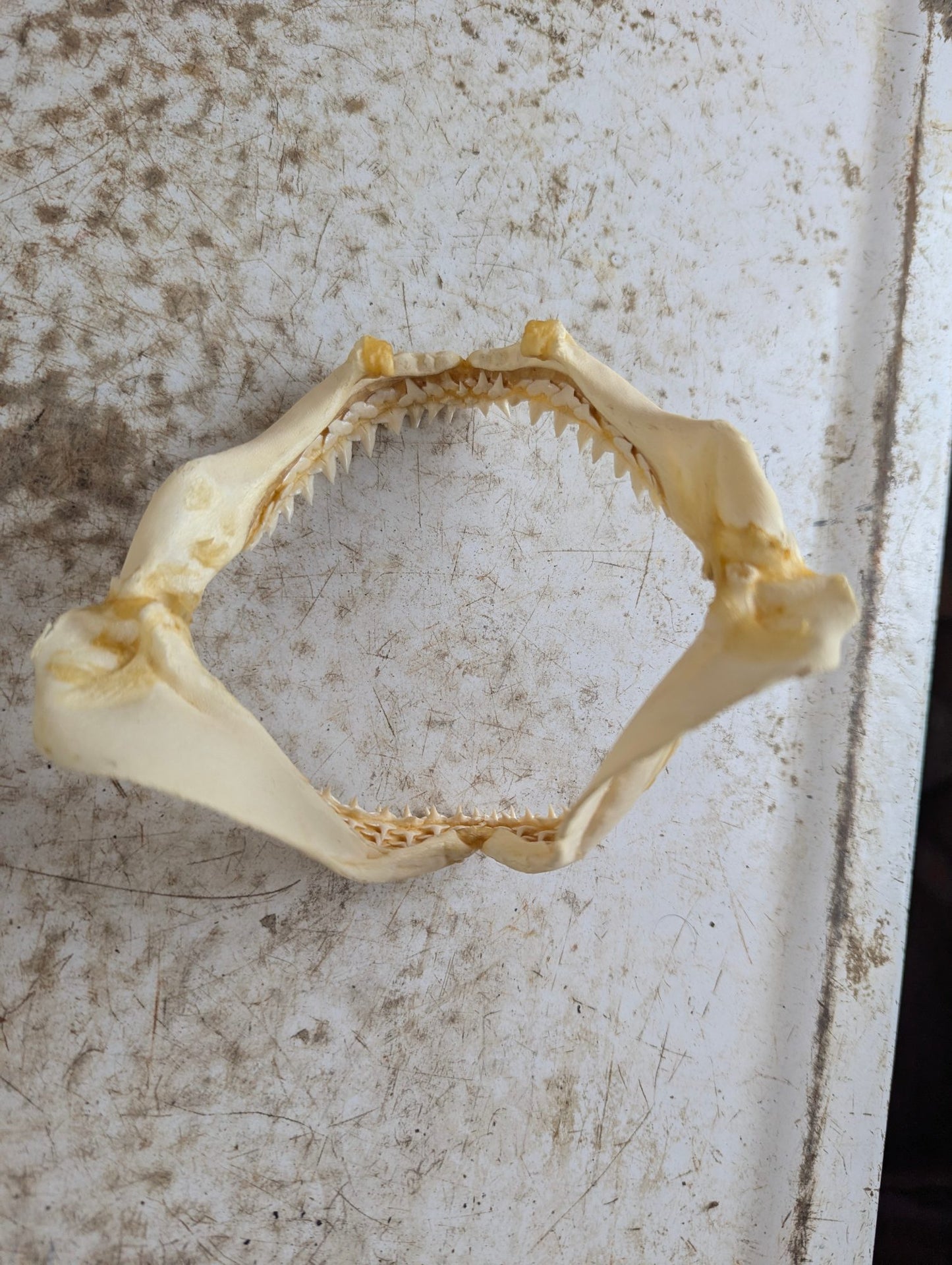 Real 5.5" Requiem Shark Jaw