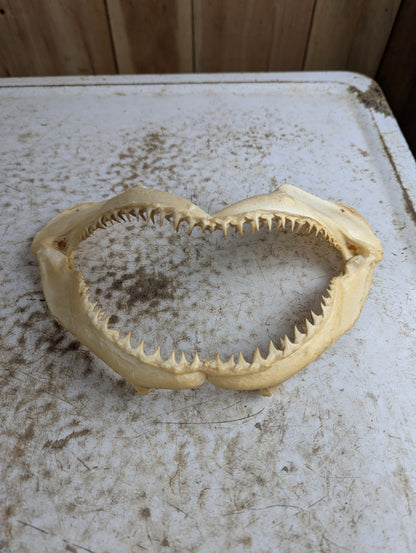 8-9" Wide Bull Shark Jaw