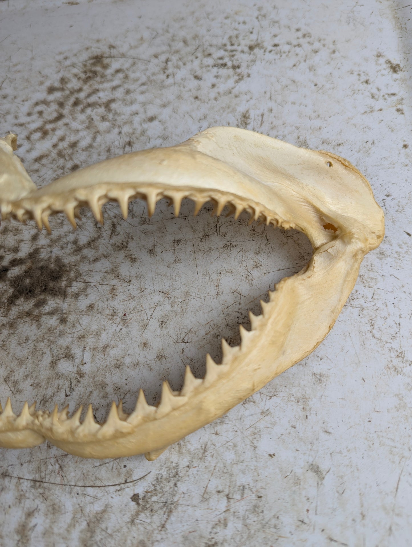 8-9" Wide Bull Shark Jaw - view 2