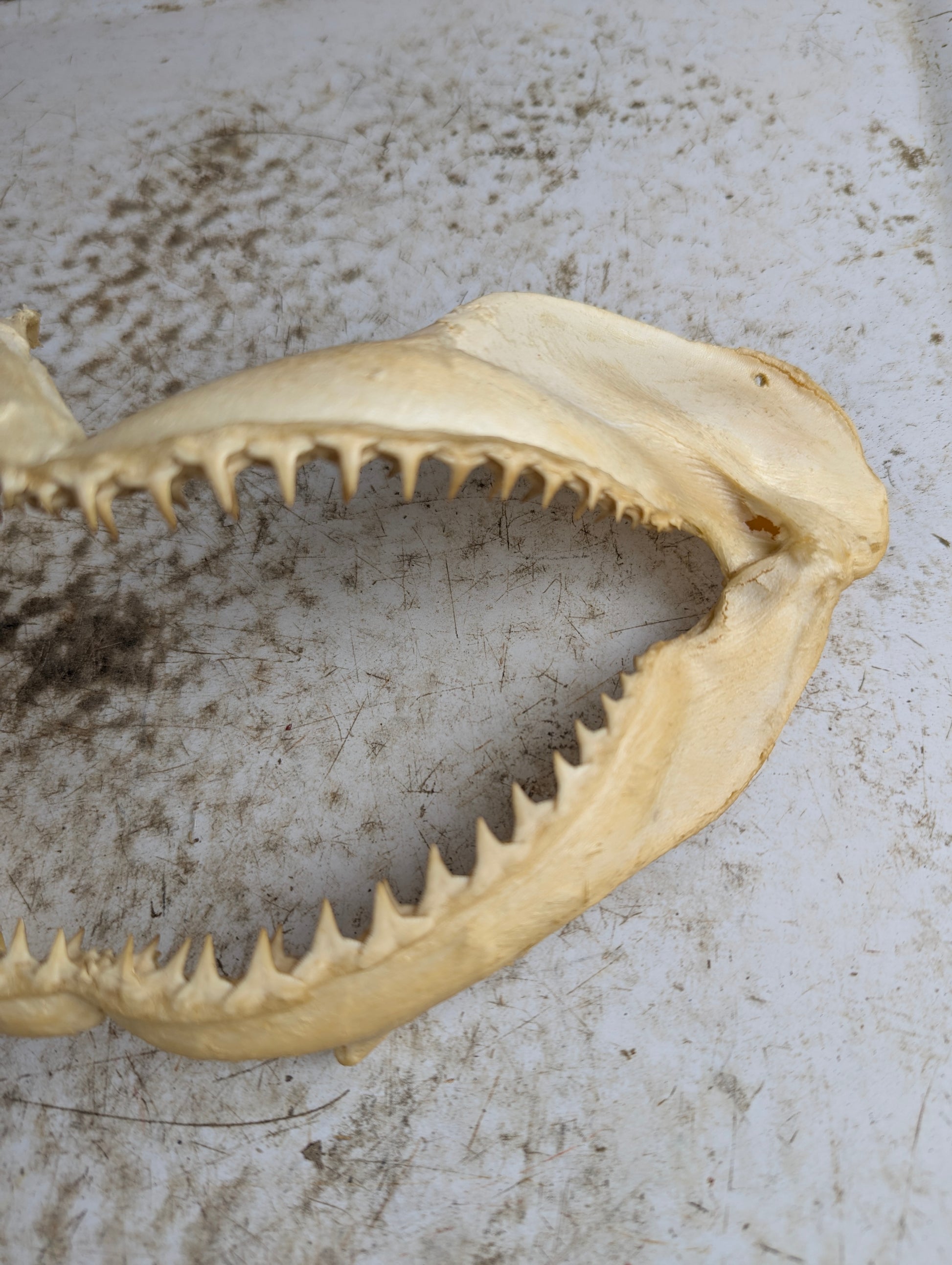 8-9" Wide Bull Shark Jaw - view 2