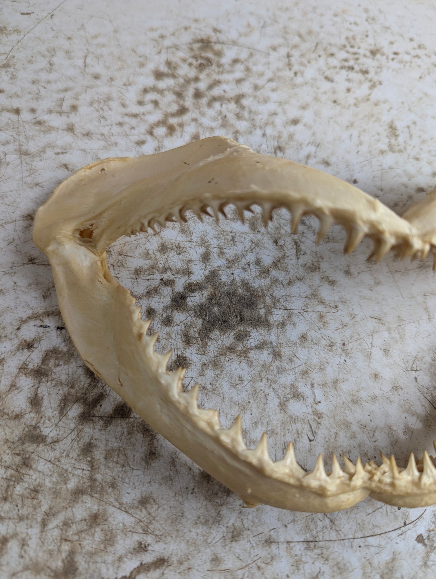 8-9" Wide Bull Shark Jaw - view 3