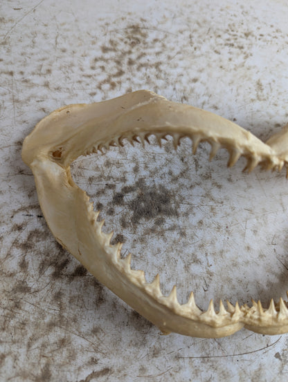 8-9" Wide Bull Shark Jaw - view 3