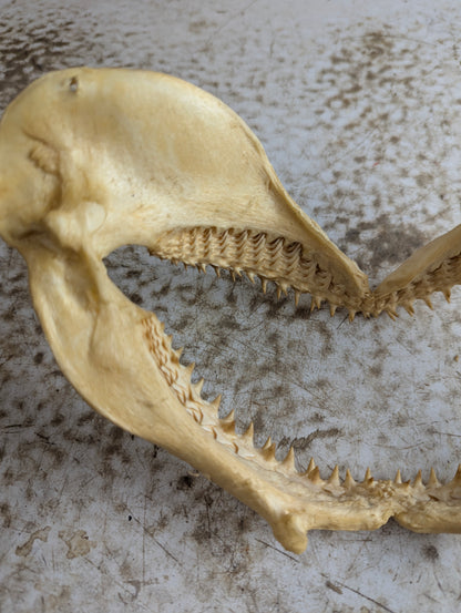 8-9" Wide Bull Shark Jaw - view 4