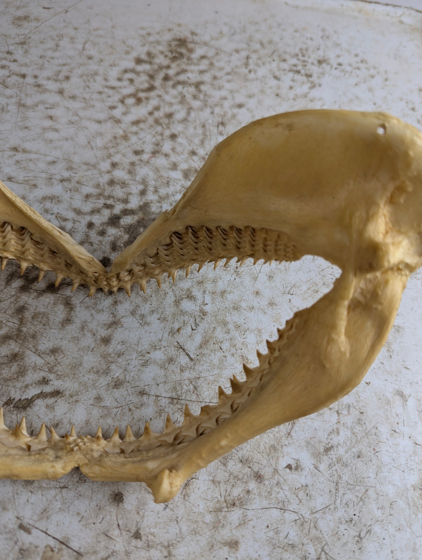 8-9" Wide Bull Shark Jaw - view 5