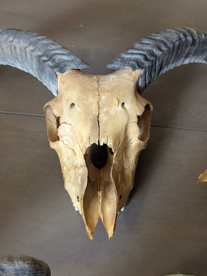 Icelandic Sheep Skull