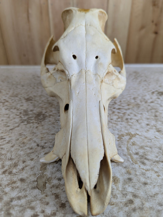 Authentic Pig Skull