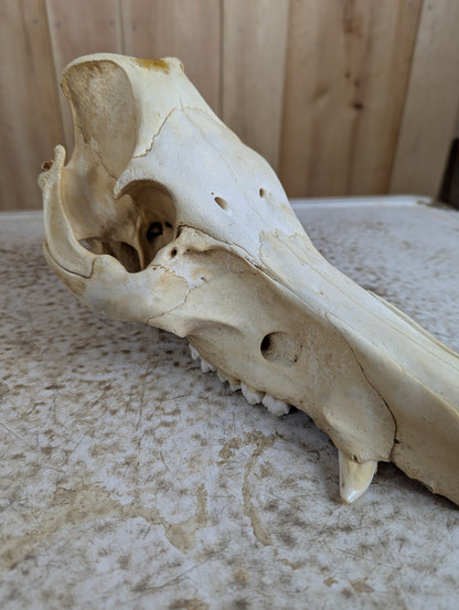 Authentic Pig Skull