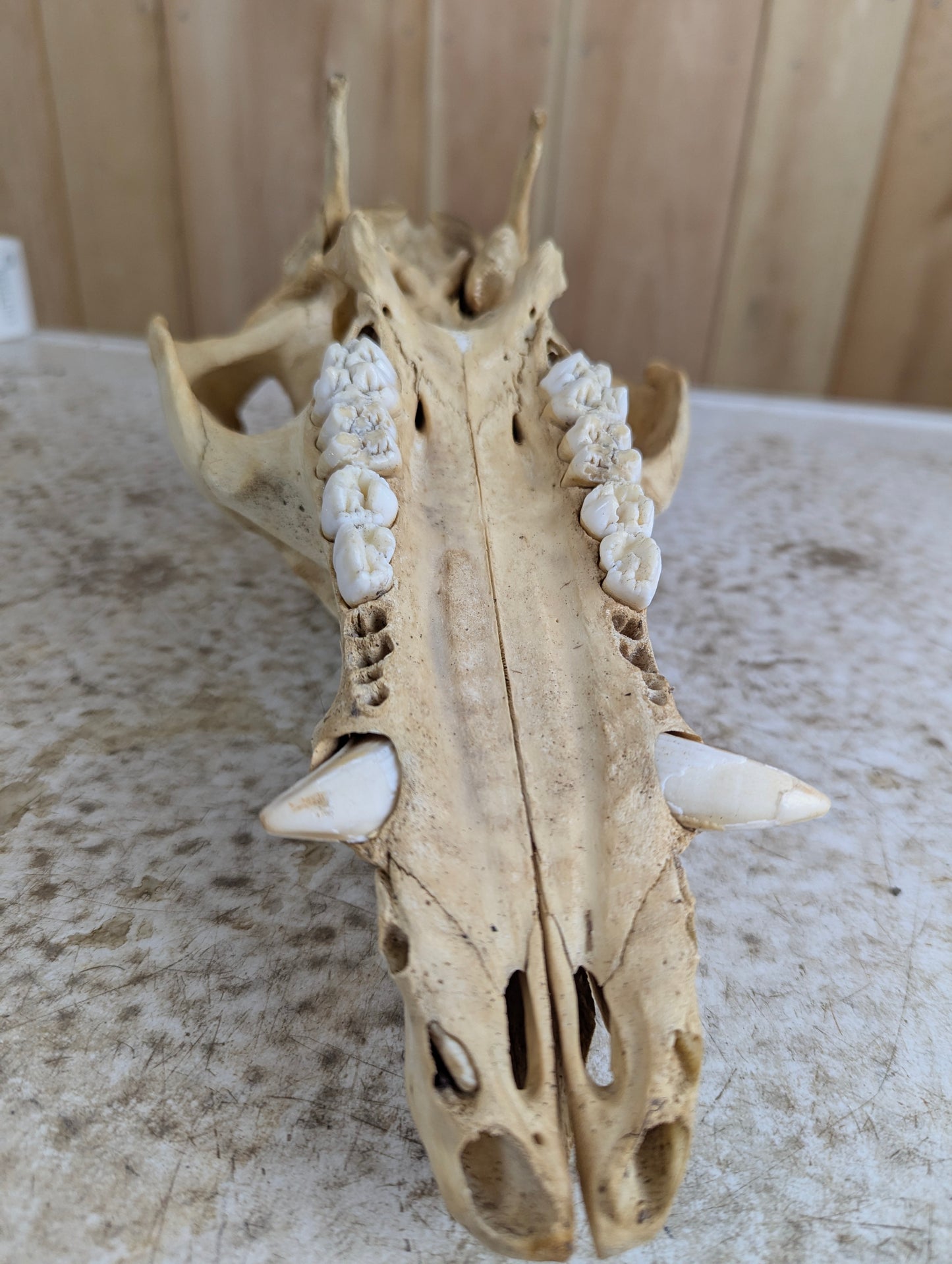 Authentic Pig Skull