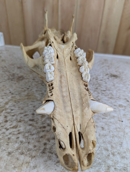 Authentic Pig Skull