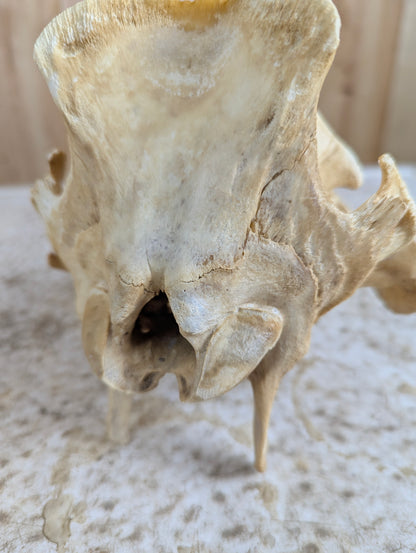 Authentic Pig Skull
