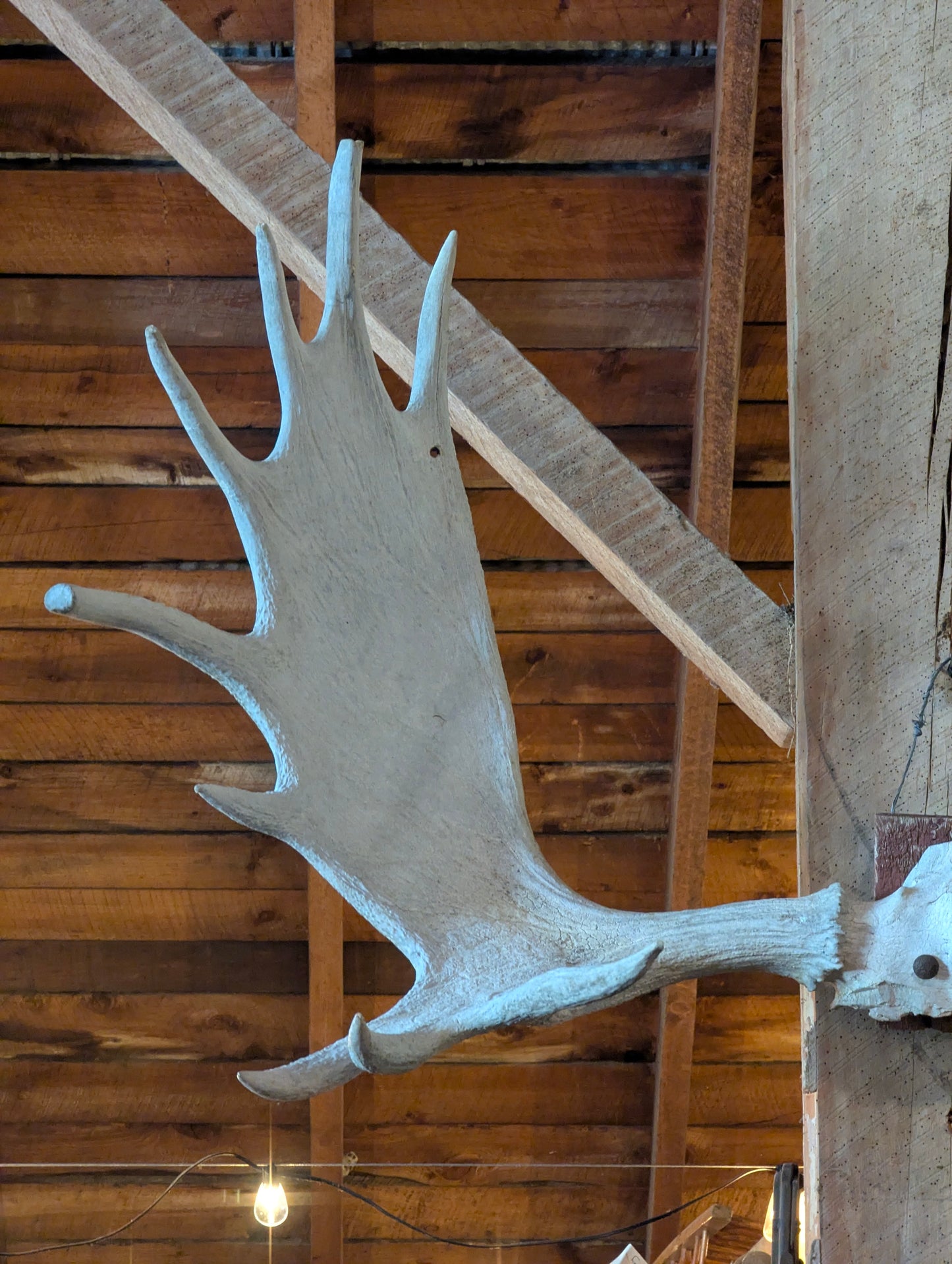 53” Moose Horns Mounted on Board