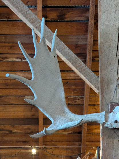 53” Moose Horns Mounted on Board