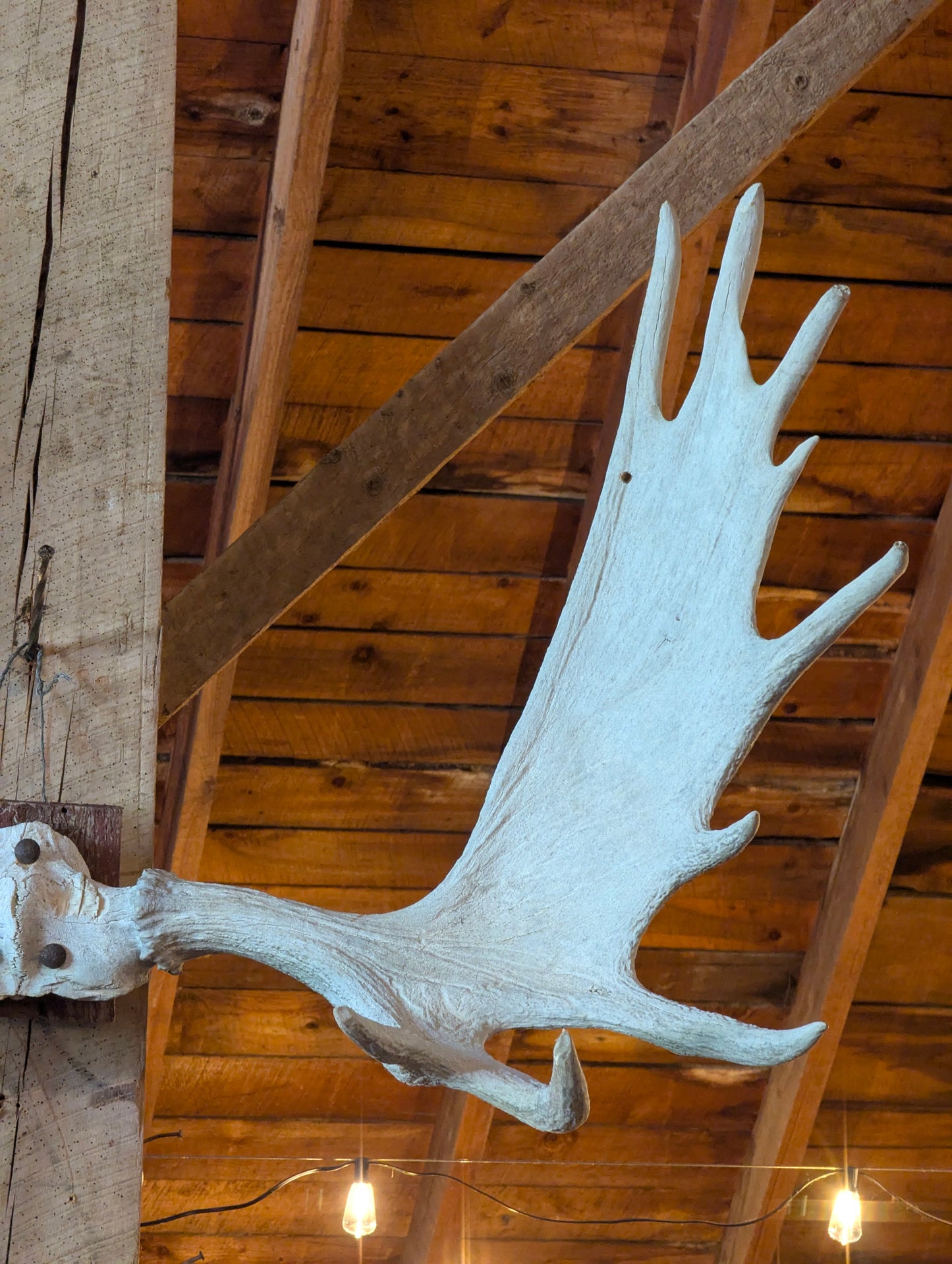 53” Moose Horns Mounted on Board