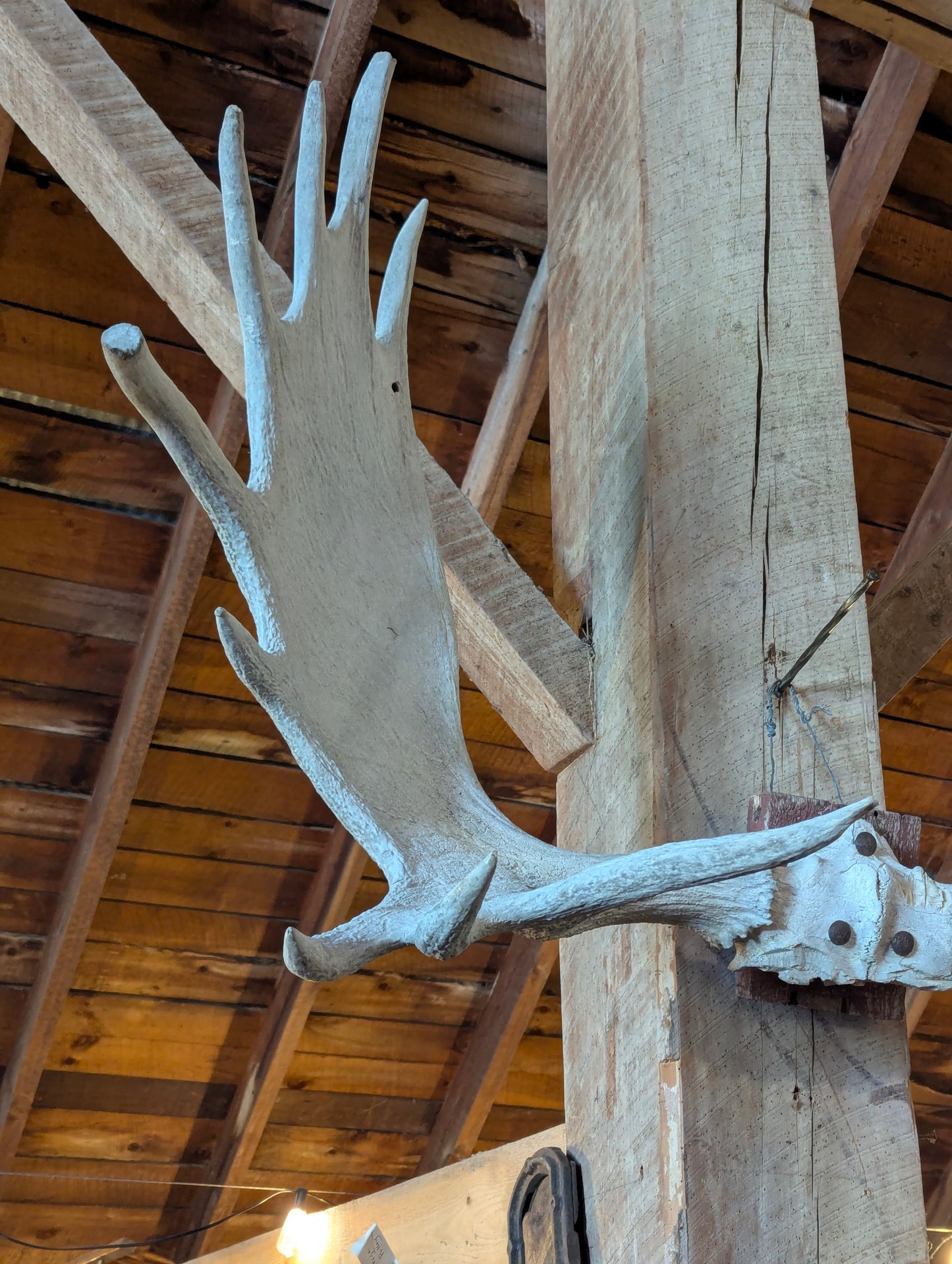 53” Moose Horns Mounted on Board