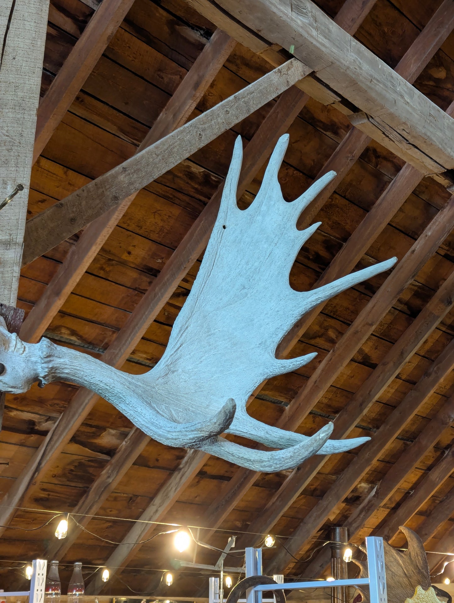 53” Moose Horns Mounted on Board
