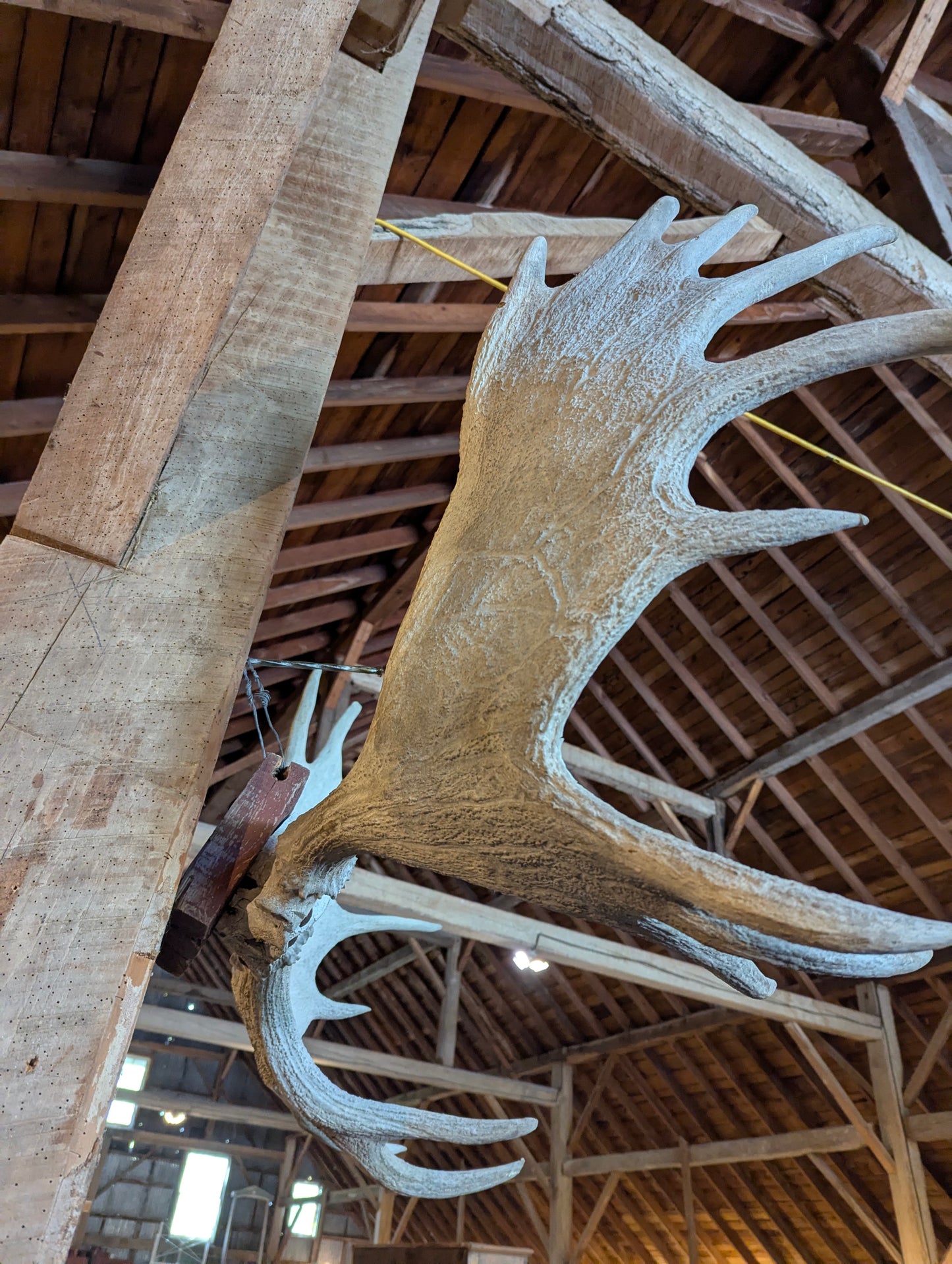 53” Moose Horns Mounted on Board