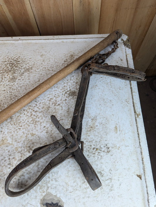 1800's - 35" Veterinary Twitch Appliance for Stilling Horse during Operations