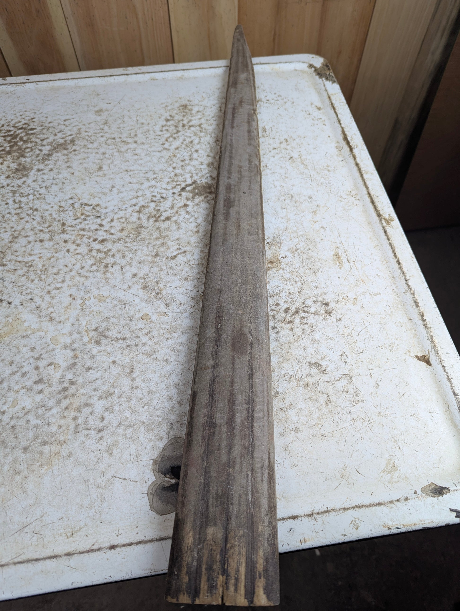 Authentic 29.5" Swordfish Bill Rostrum Taxidermy