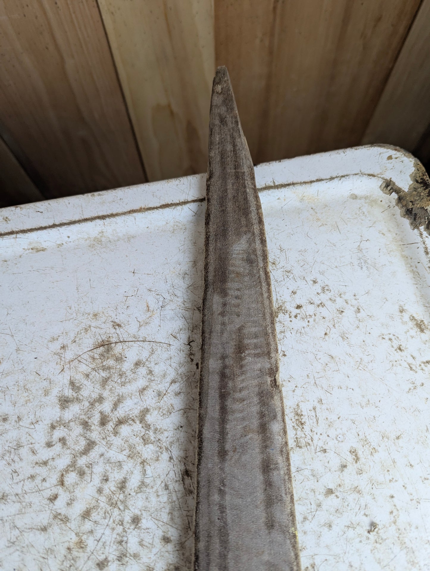 Authentic 29.5" Swordfish Bill Rostrum Taxidermy - view 4