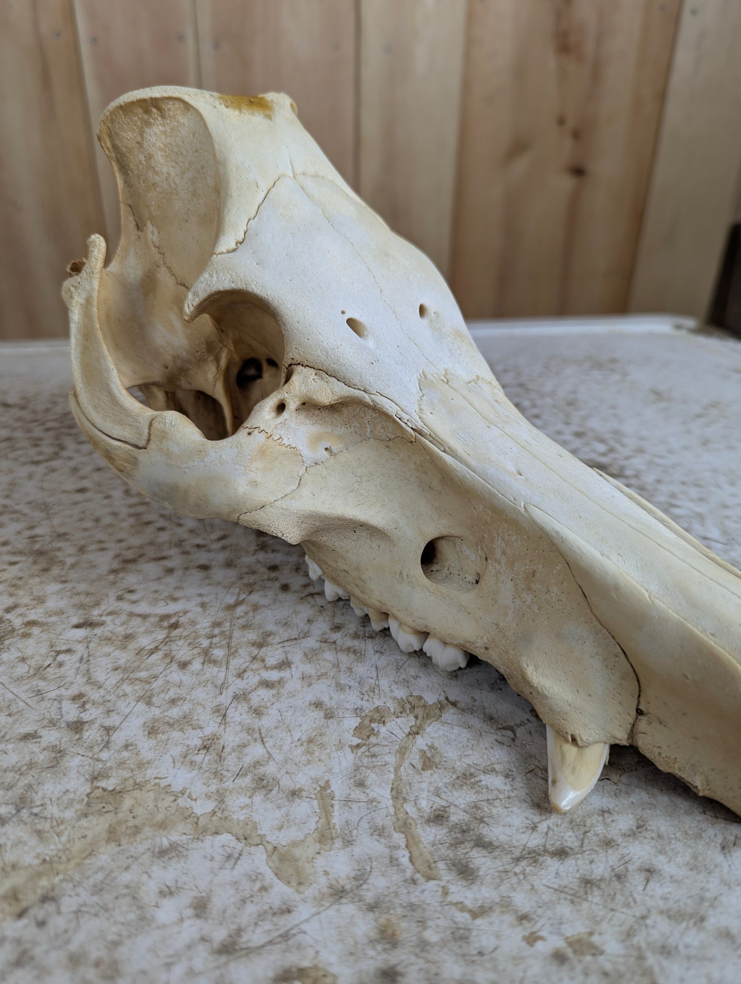 Authentic Pig Skull - view 2