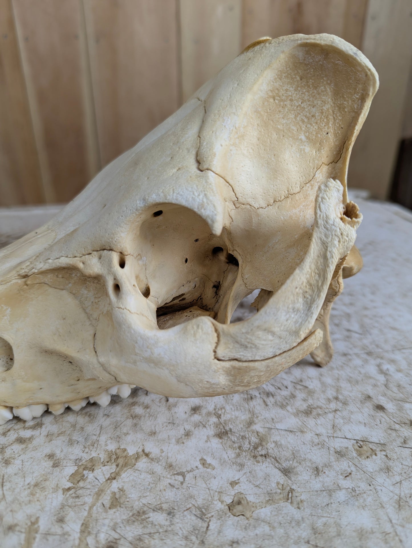 Authentic Pig Skull - view 3