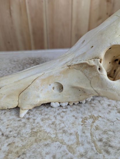 Authentic Pig Skull - view 4