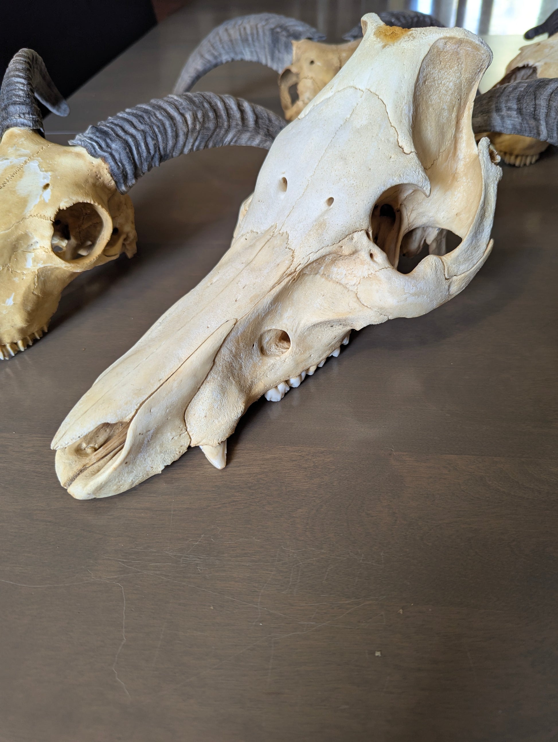Authentic Pig Skull - view 5
