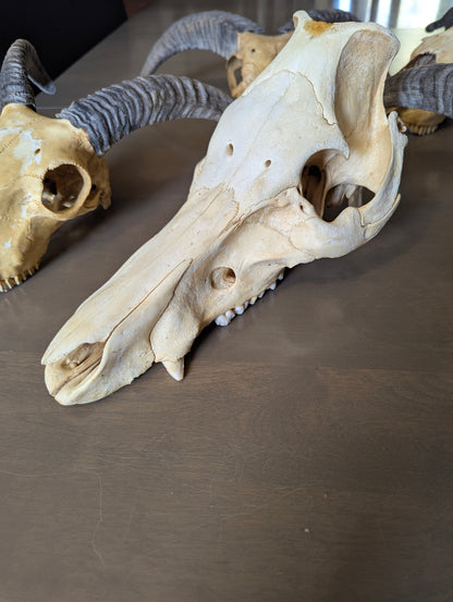 Authentic Pig Skull - view 5