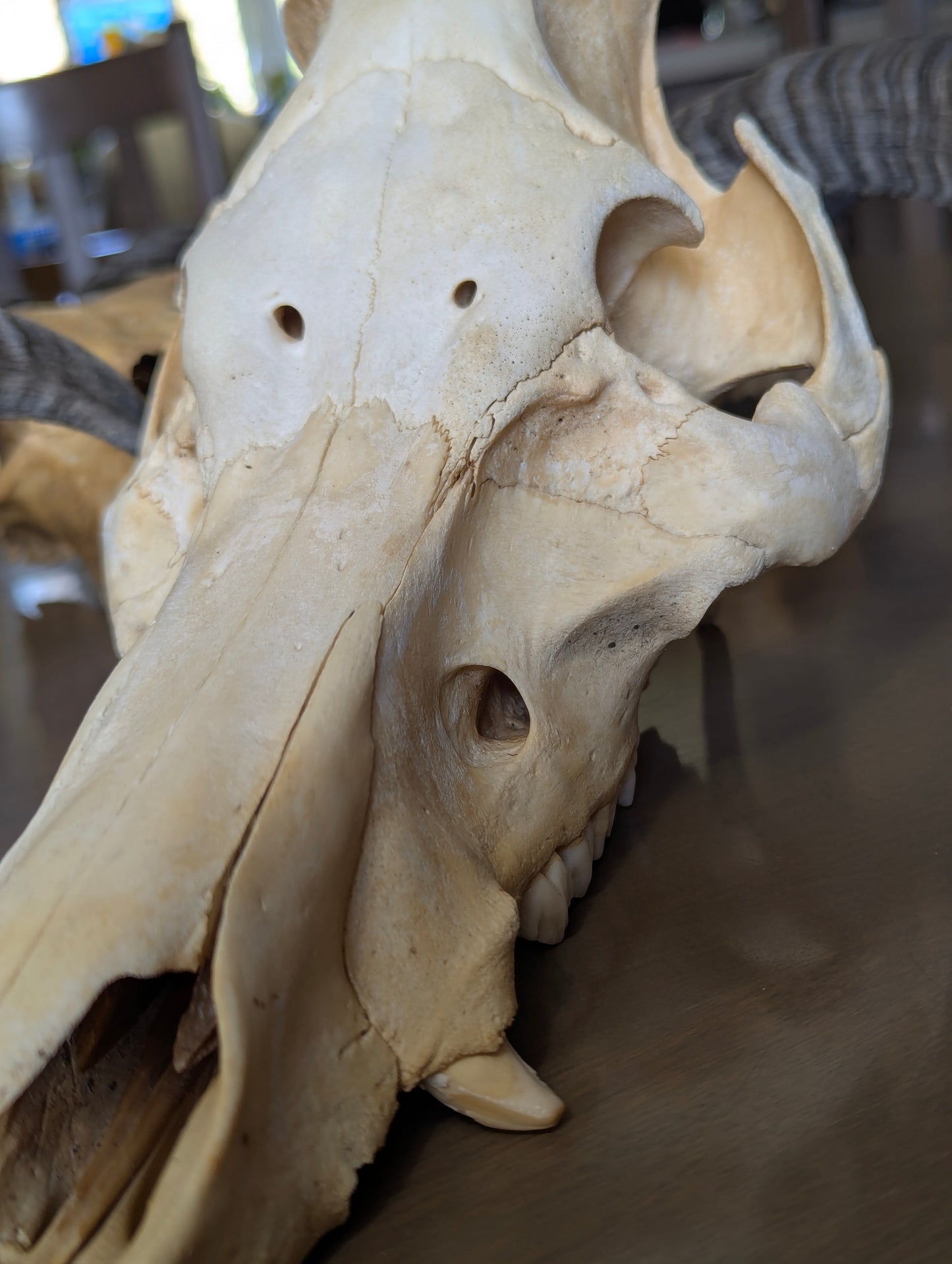 Authentic Pig Skull - view 6