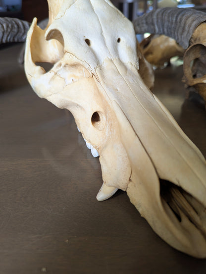 Authentic Pig Skull - view 7