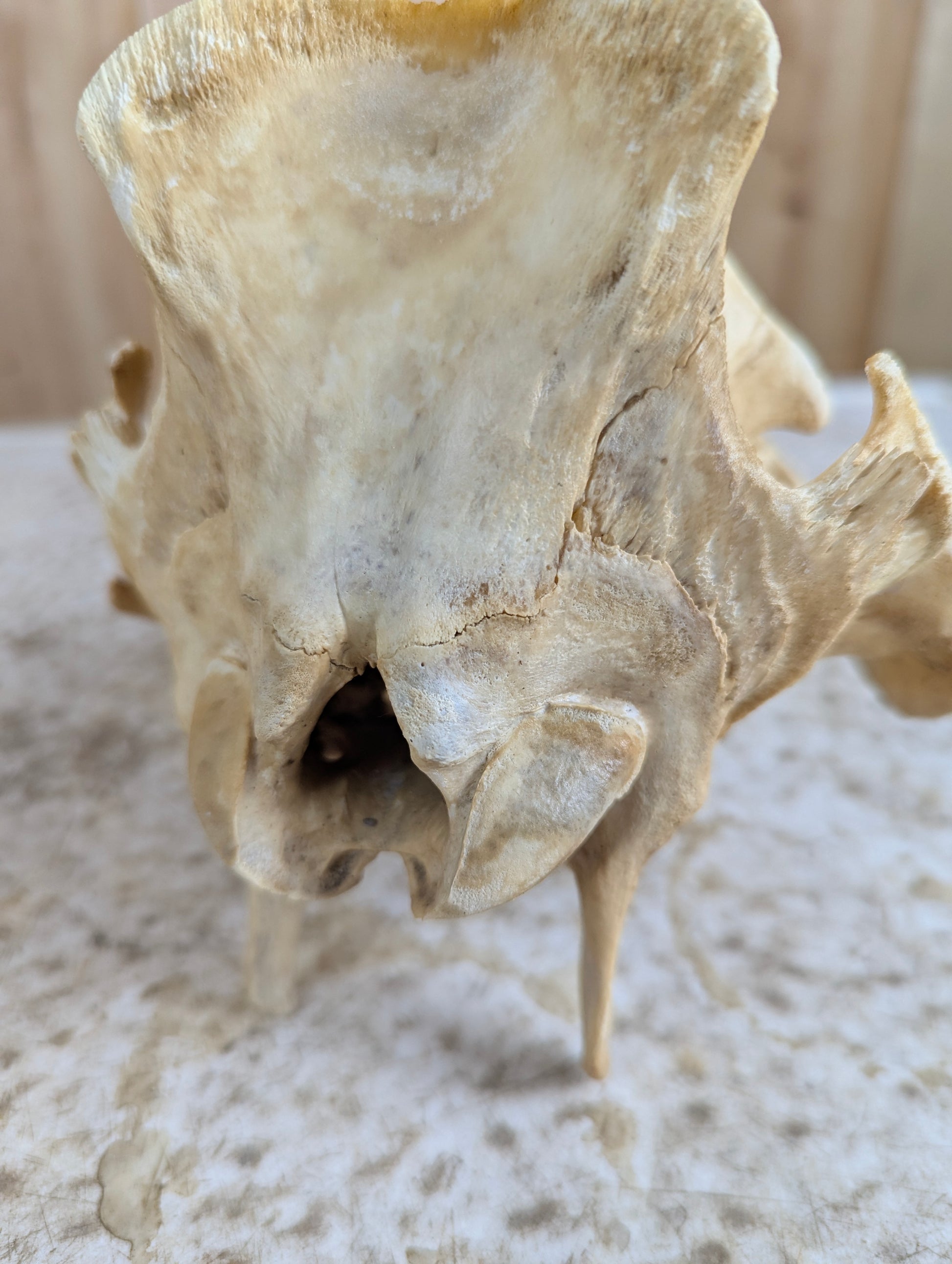 Authentic Pig Skull - view 9